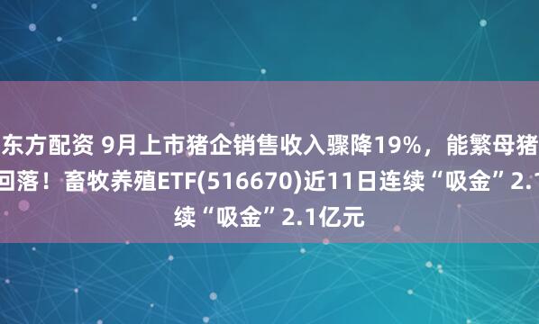 东方配资 9月上市猪企销售收入骤降19%，能繁母猪存栏回落！畜牧养殖ETF(516670)近11日连续“吸金”2.1亿元
